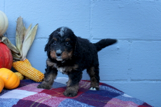 puppy, for, sale, Bernadoodle, Matthew B. Stoltzfus, dog, breeder, Gap, PA, dog-breeder, puppy-for-sale, forsale, nearby, find, puppyfind, locator, puppylocator, aca